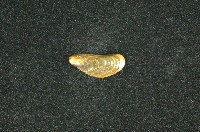 河殼菜蛤(沼蛤)藏品圖，第2張
